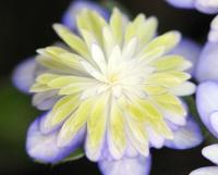 Fully double blue cream and green flowers